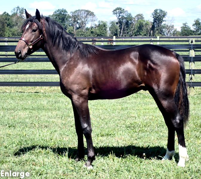 Rebellion, bay colt by Muscle Hill and out of Exile
