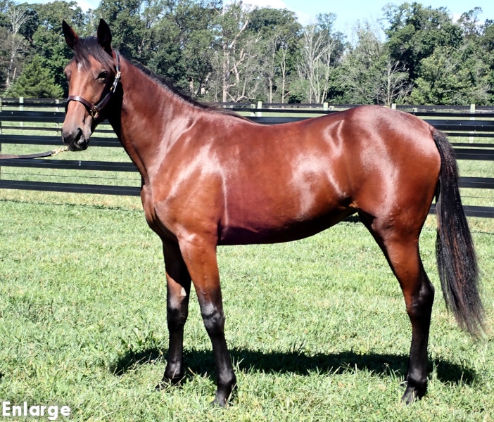 Thrill Me, a bay filly by Muscle Hill and out of Adore Me