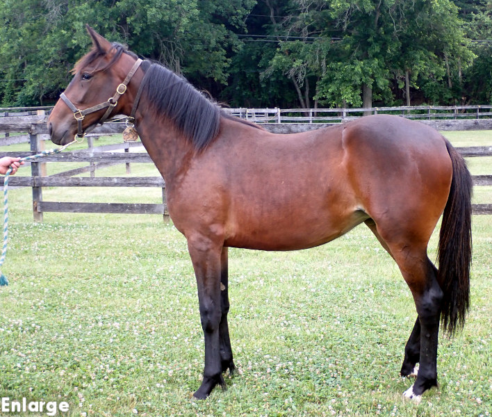 Photo of Bling Girl, a bay filly by Greenshoe and out of A List Lindy