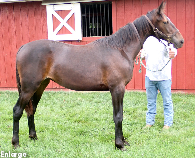 Photo of Catch Me, a bay filly by Tactical Approach and out of Ilia