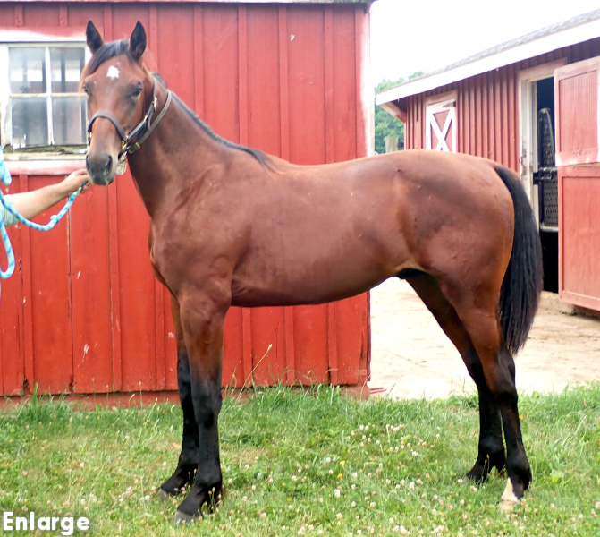 Photo of bay colt by Muscle Hill and out of McKees Angel