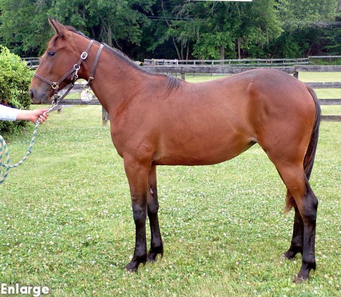 Photo of High Jinks, a bay filly by Back of the Neck and out of Just Joshing
