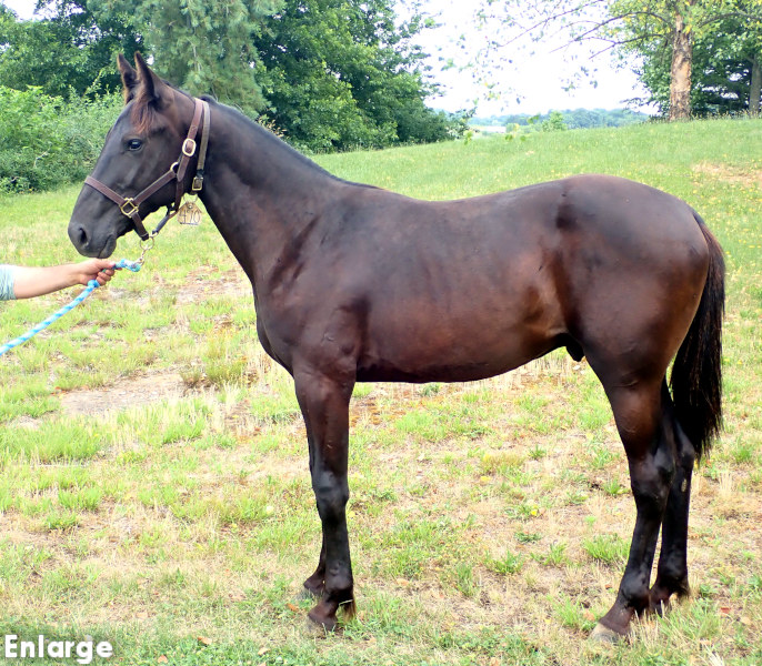 photo of Legs Diamond, a brown colt by Green Manalishi and out of Legzy