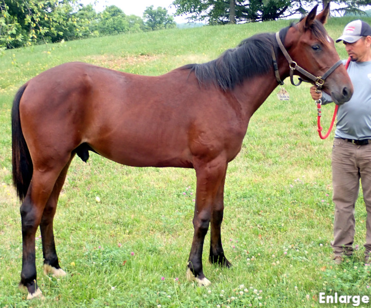 Photo of Own The Day, a bay colt by Gimpanzee and out of Is A Pearl