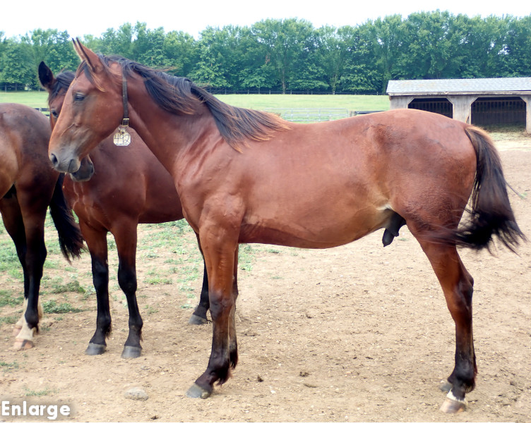 Photo of Priority One, a bay colt by Boccador de Sim and out of Jamaica Turbo FR