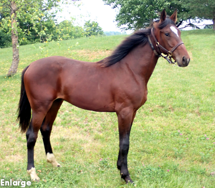 Photo of Ronin, a bay colt by Muscle Hill and out of Exile