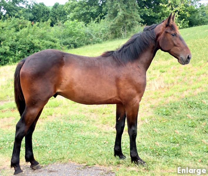 Photo of Tail On Fire, a bay colt by Chapter Seven and out of Oh My Darlin