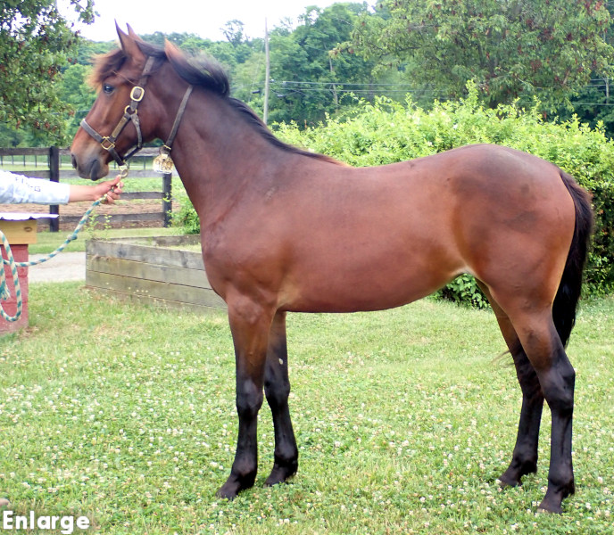 Photo of Vintage Style, a bay filly by Captain Corey and out of Enjoystile